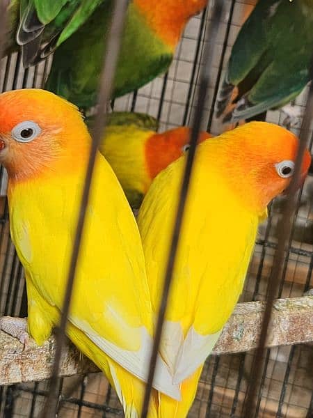 Lovebirds Breeder Pairs setup 2