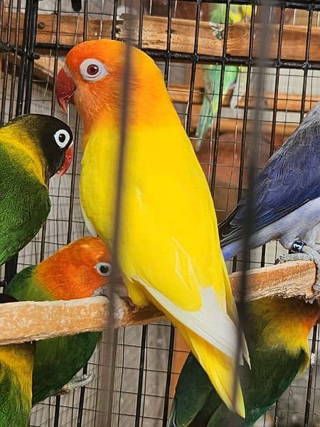 Lovebirds Breeder Pairs setup 3