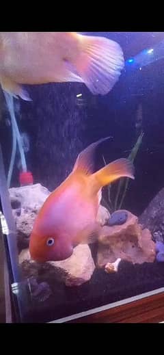 Parrot Fish 11 inches