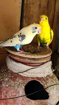 Parrots For Sale 16 Pairs