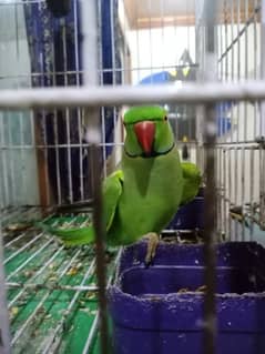 MASHAALLAH Green Ringneck full tame talking face to face friendly.