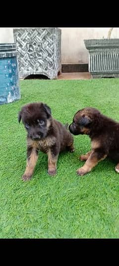 German female puppy stock cot