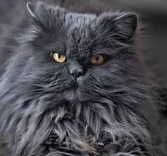 healthy cat or so fluffy and  intelligent cat