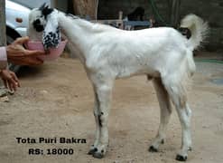 Tota Puri Bakra