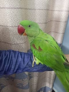 Raw Pahari Parrot