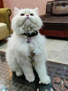 hight quality persian cat