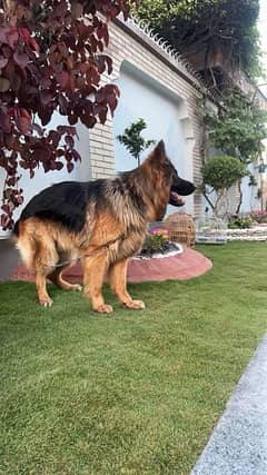 black and golden german shepherd age 2 year