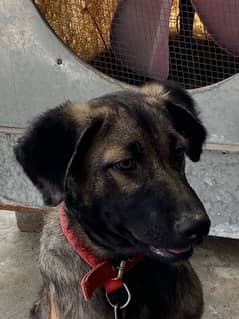 kangal dog