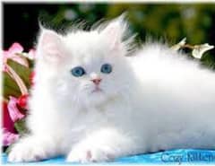 persian kitten