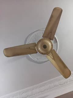 Ceiling Fans