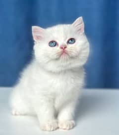 british  short hair kitten