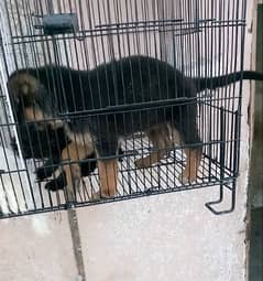 German shepherd puppies for sale / gsd dog for sale