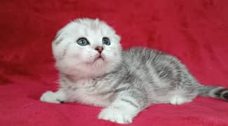 scottish fold kitten