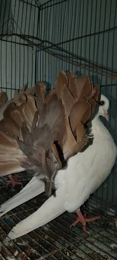 red tail yellow tail confirm pair 03043311043