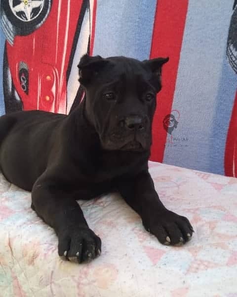 Cane Corso Puppies for Import 0