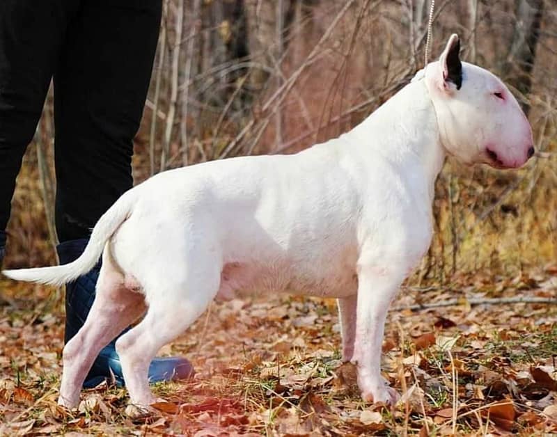 english bull terrier puppy 0