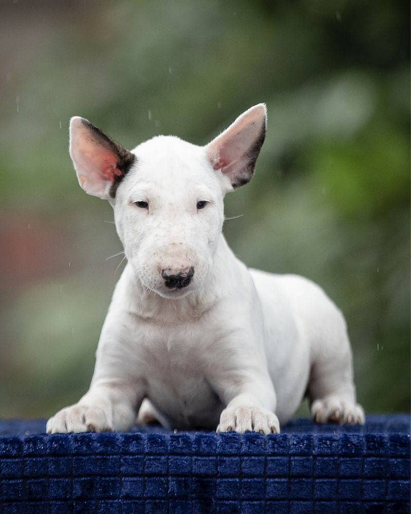 english bull terrier puppy 1