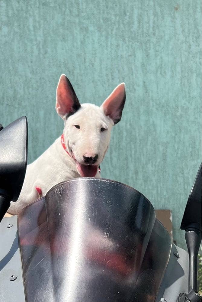 english bull terrier puppy 2