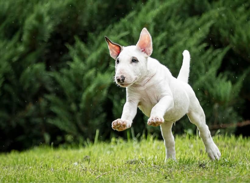 english bull terrier puppy 3