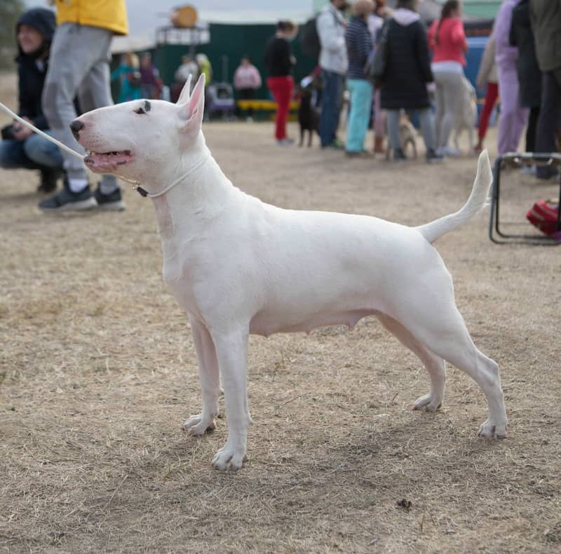 english bull terrier puppy 4