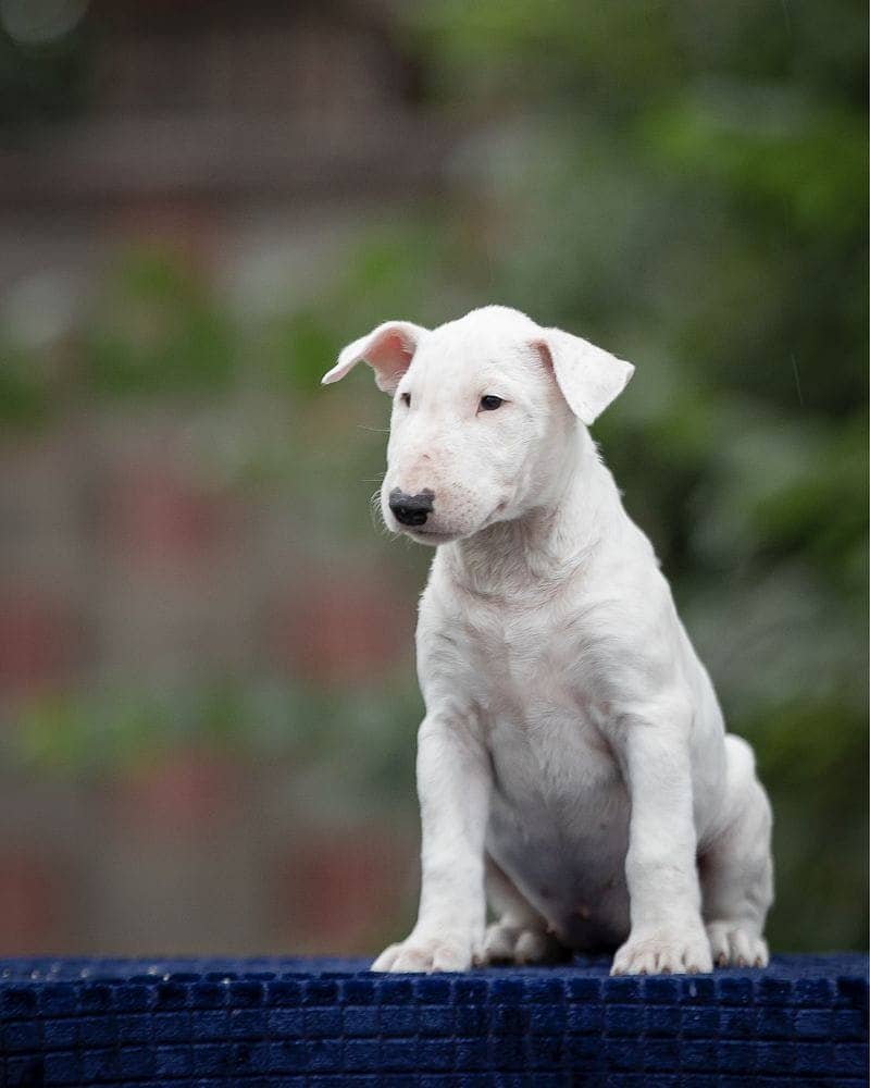 english bull terrier puppy 5