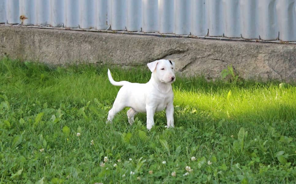 english bull terrier puppy 6