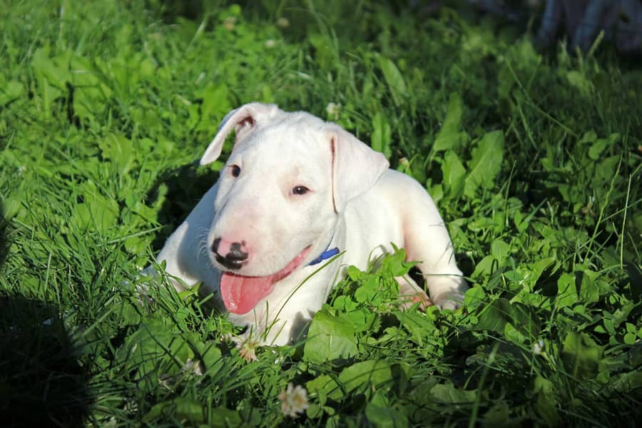 english bull terrier puppy 7