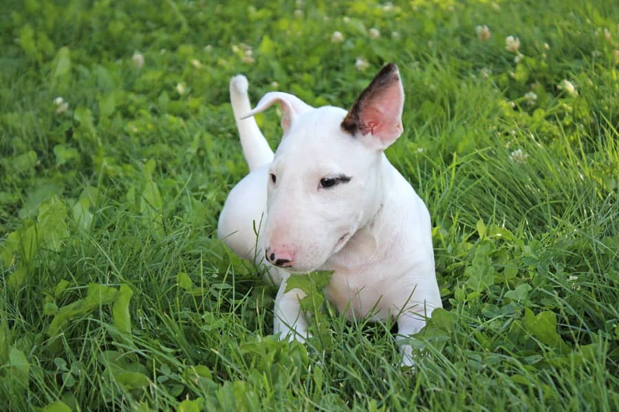 english bull terrier puppy 8