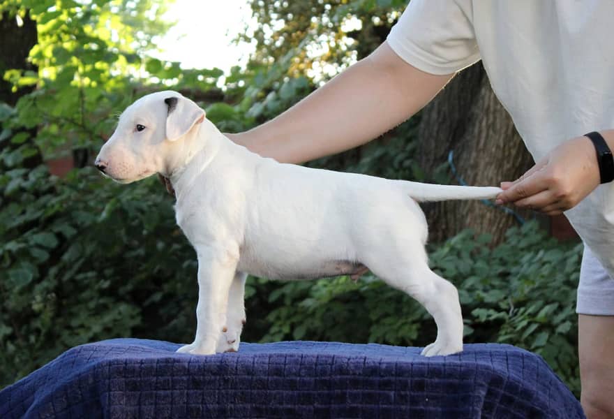 english bull terrier puppy 9