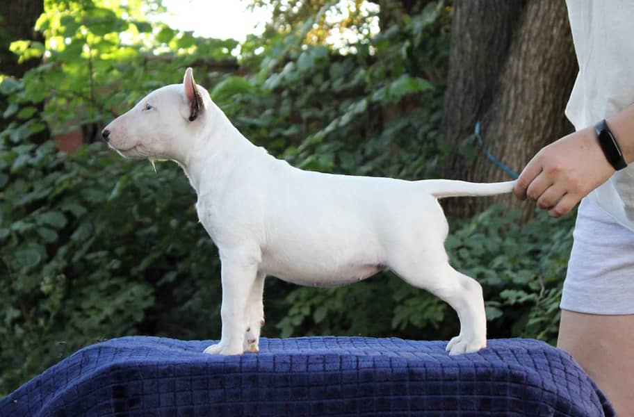 english bull terrier puppy 10