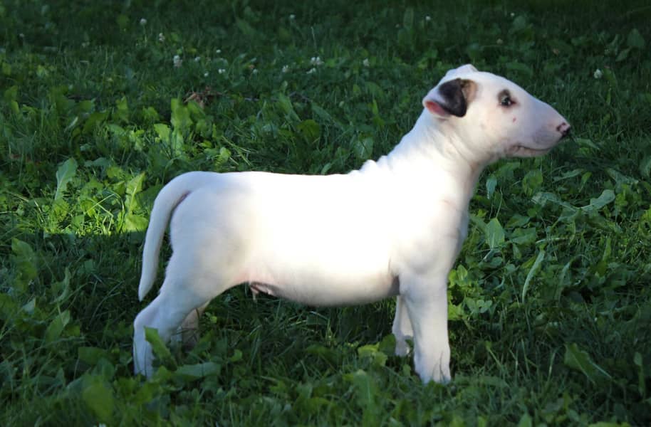 english bull terrier puppy 11