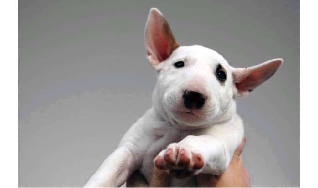 english bull terrier puppy 12