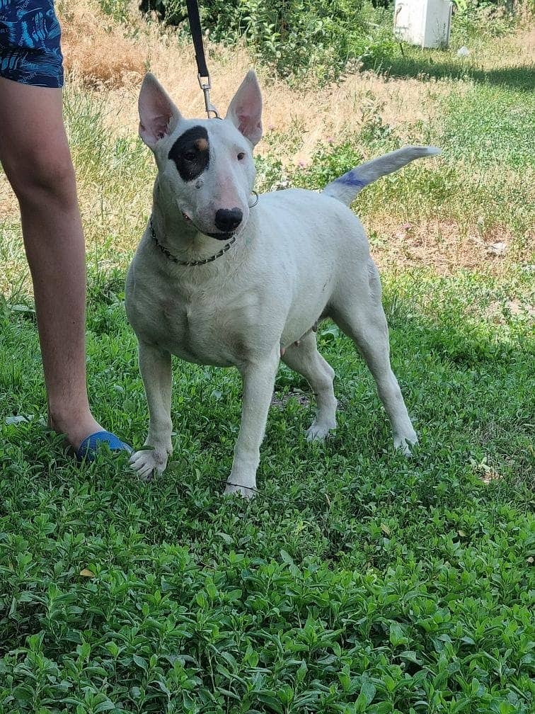 english bull terrier puppy 13