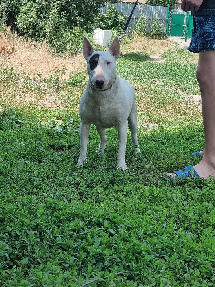 english bull terrier puppy 14