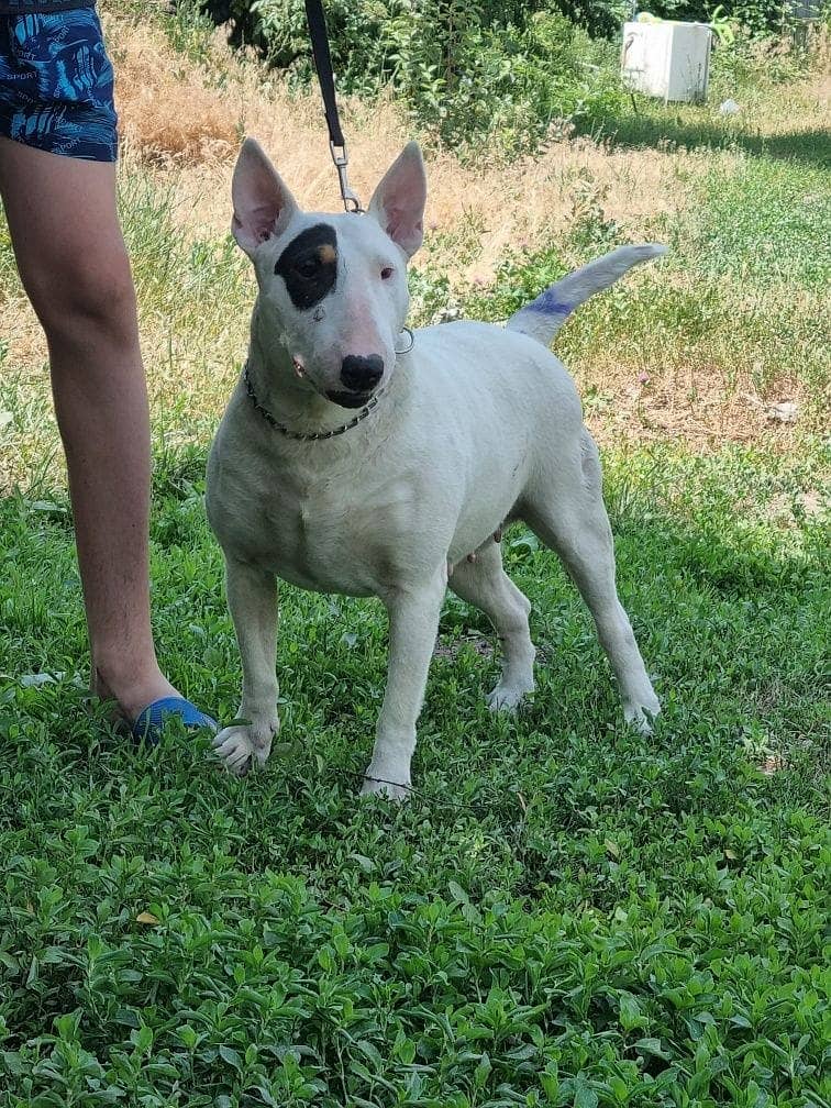 english bull terrier puppy 15