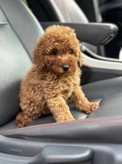 miniature poodle puppies