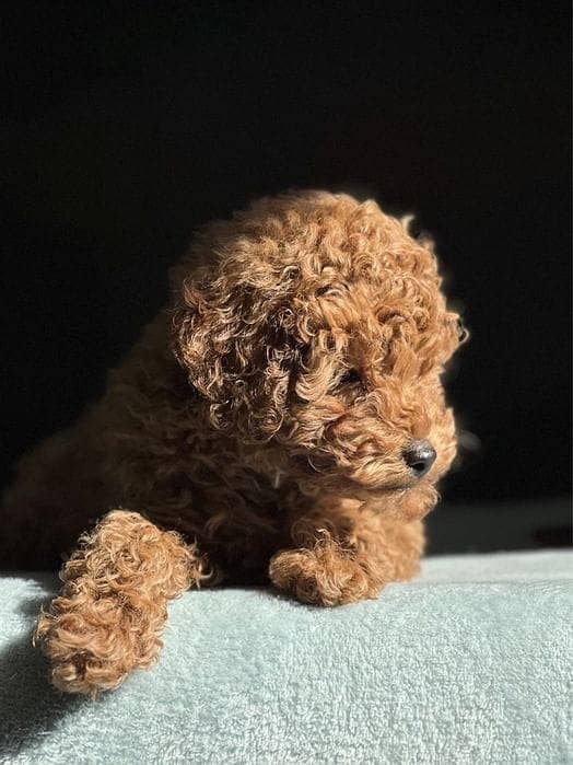 miniature poodle puppies 1