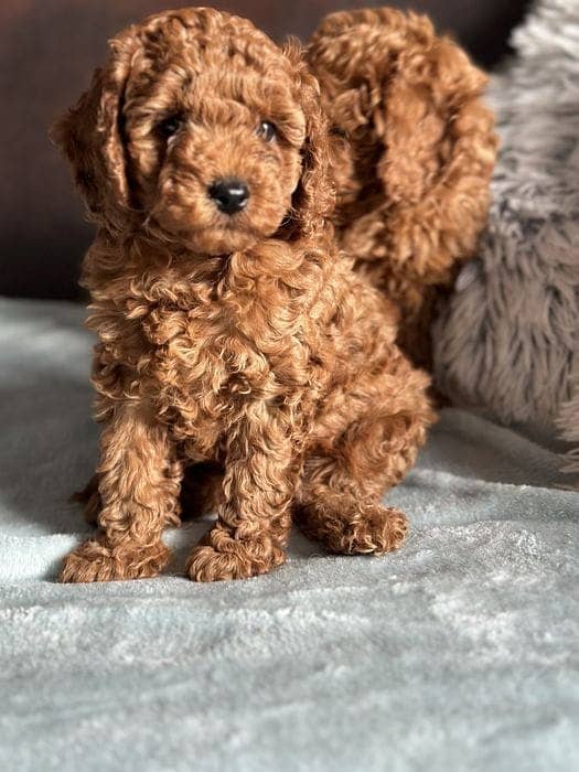 miniature poodle puppies 2