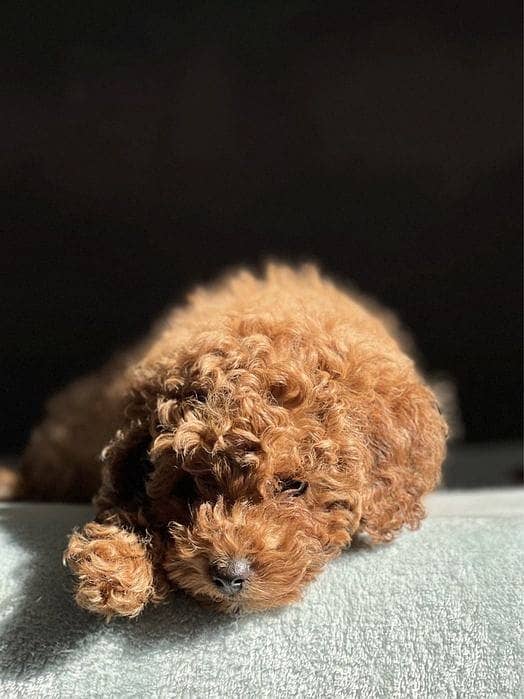 miniature poodle puppies 3