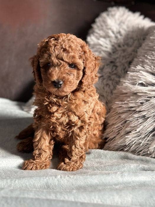 miniature poodle puppies 4