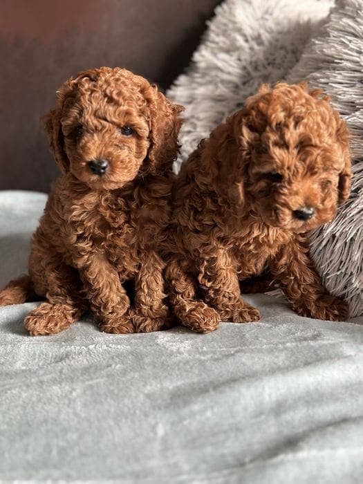 miniature poodle puppies 5