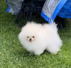 Pomeranian