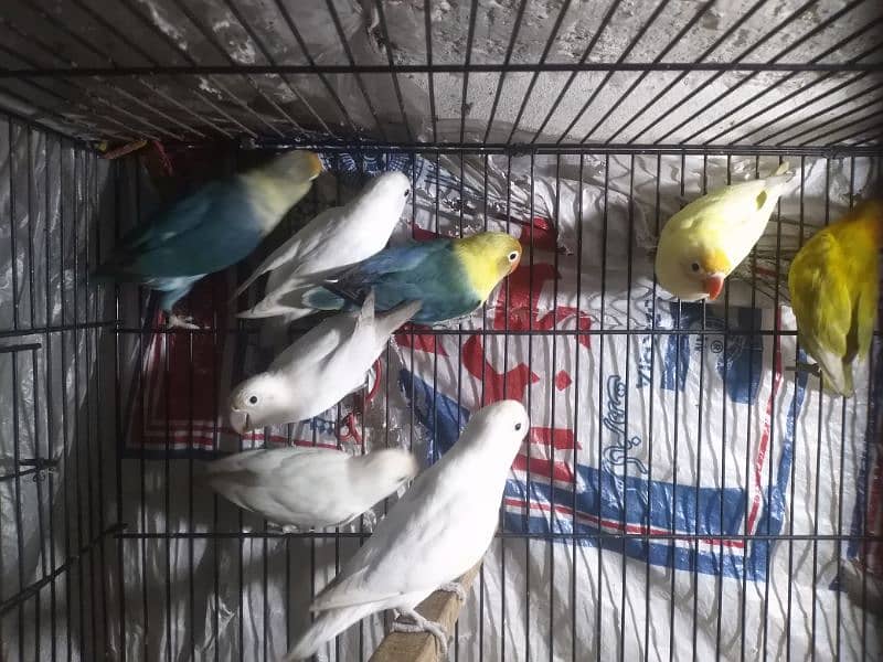 lovebird for sale 0