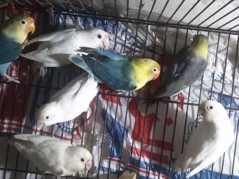 lovebird for sale 2