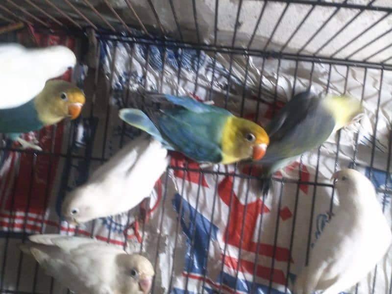 lovebird for sale 3