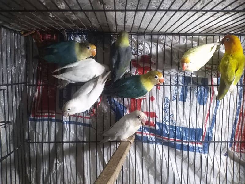 lovebird for sale 4