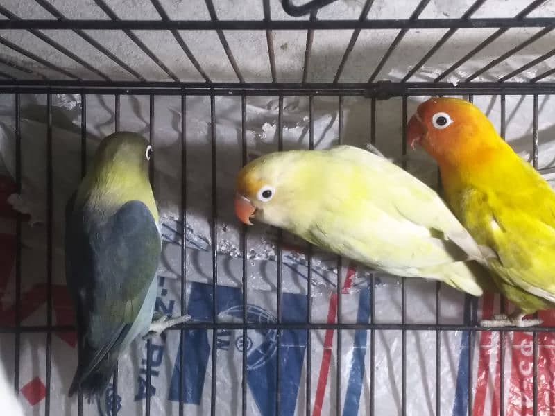 lovebird for sale 5