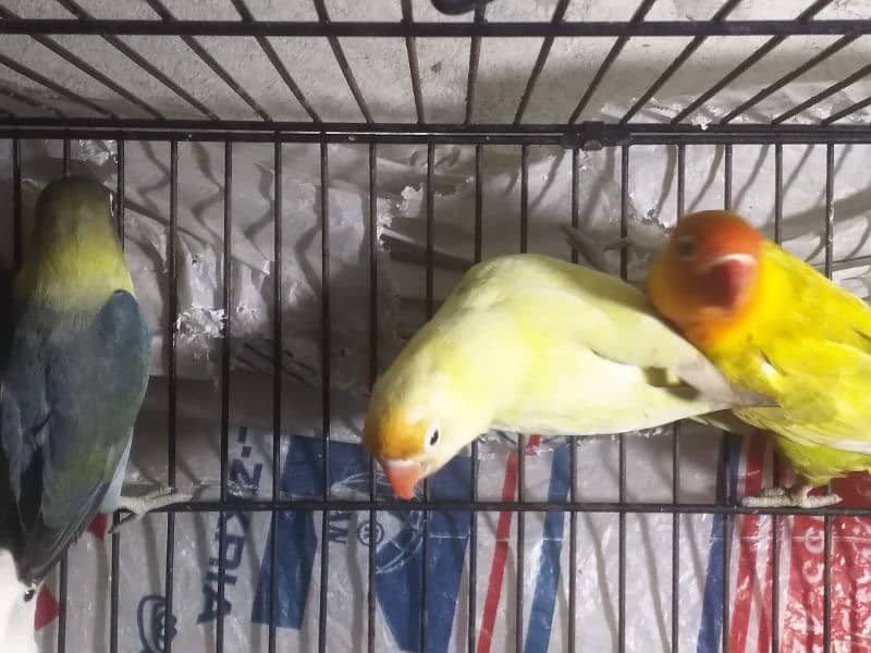 lovebird for sale 6