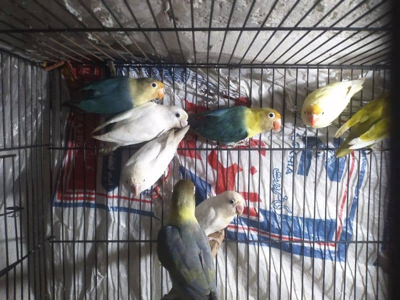 lovebird for sale 7