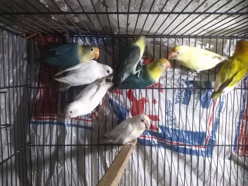 lovebird for sale 8